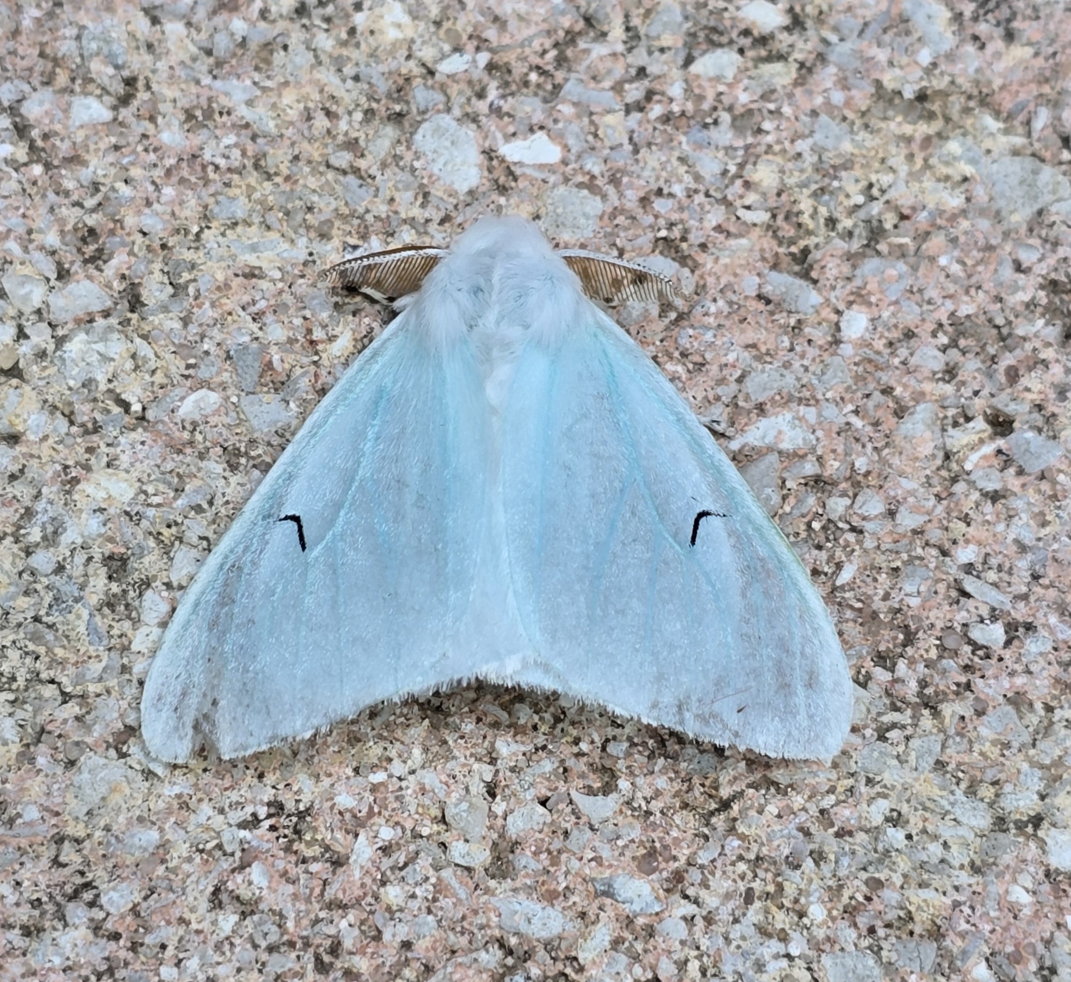 The **Black V Moth (Arctornis l-nigrum)**. Anorther species recorded on this trip that I've never seen before! A delicate bluish-white moth named for the bold black 'V' mark on its forewings. Flying from June to July, it prefers woodlands and hedgerows.
The hairy caterpillars feed on oak, birch, and hazel. Subtle yet striking in flight. Seen only the once in Sussex - back in 1946!
